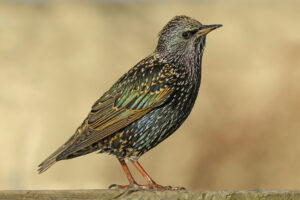 European Starling