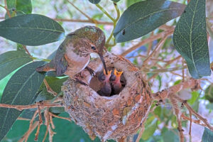 Lily feeding Ash 3 and Amber 4 days old - March 4th