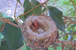 First chick hatches December 12th 11:06 AM