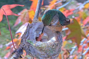 First feeding of a newly hatched Hummingbird chick - Jan 14th