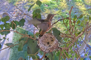 Forest fledges the nest 26 days old - January 9th