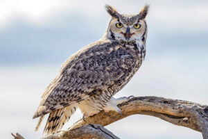 Great Horned Owl