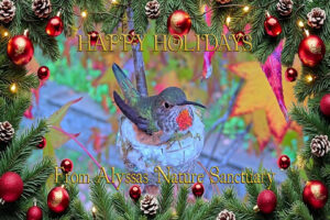 Happy Holidays from all of us at Alyssa's Nature Sanctuary