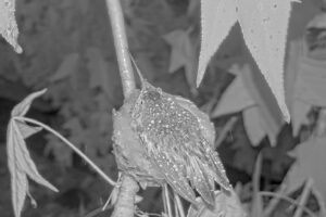 Heavy rain soaks the nest early New Years morning