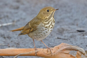 Hermit Thrush