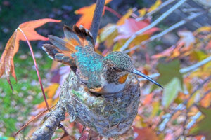 Hot day Jewel shading the nest from the sun - Jan 11th