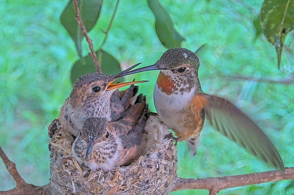 Hover Tease feeding chicks 24 days old Febuary 1st _