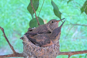 Hummingbird kisses chicks 24 days old February 1st