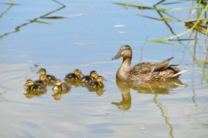 Mallard Duck, Mom and babies