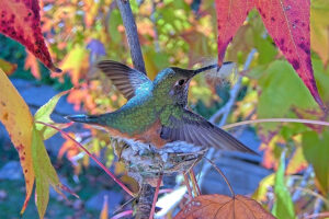 Jewel doing nesterations - Dec 27th