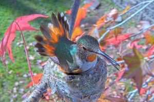 Jewel fans her tail to shade the nest from the hot sun - Jan 17th