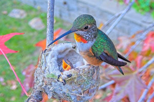 Jewel feeding Jade eight days old - Jan 22nd
