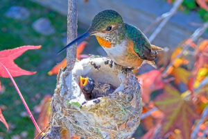 Jewel feeding Jade five days old - Jan 19th