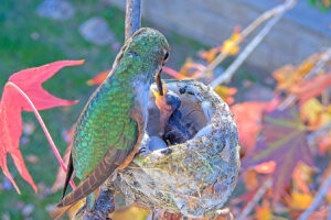 Jewel feeding Jade four days old - Jan 18th