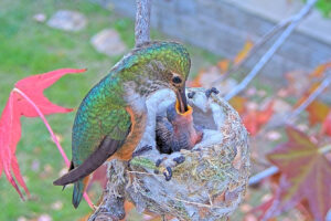 Jewel feeding Jade seven days old - Jan 21st