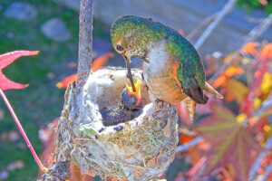 Jewel feeding Jade six days old - Jan 20th
