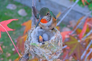 Jewel feeding Jade three days old - Jan 17th
