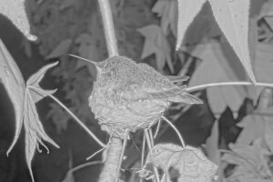 Jewel on the nest at night - Dec 29th