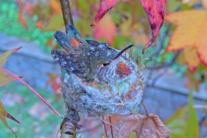 Jewel shielding the nest from rain - Jan 4th
