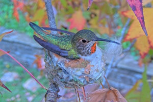 Jewel with fluff Jan - 4th