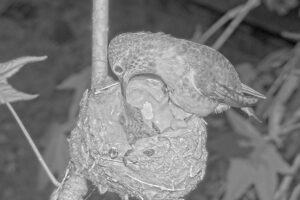 Jewels last time feeding Jade - 6:45 AM Jan 23rd