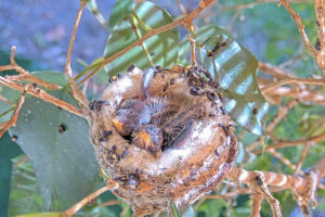 Chicks just starting little flappies - December 23rd