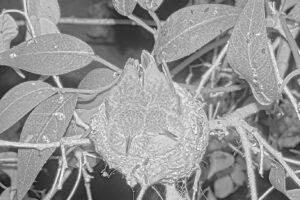 Last night on the nest - March 24th