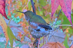 Laying 1st egg - Dec 27th 7:17 AM