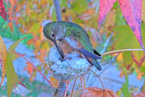 Laying 2nd egg - Dec 29th 7:28 AM