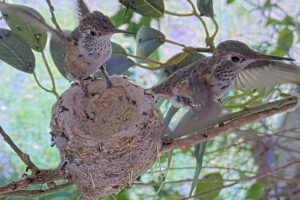 Leaving the nest 1 - June 17th