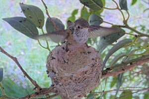 Leaving the nest 2 - June 17th