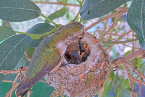 Lily feeding 2 and 3 day old chicks - March 3rd