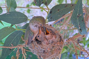Lily feeding Ash 18 and Amber 19 days old - March 19th