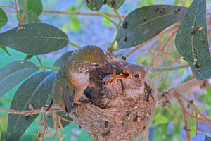 Lily feeding Ash 19 and Amber 20 days old - March 20th