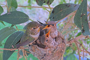 Lily feeding Ash 20 and Amber 21 days old - March 21st