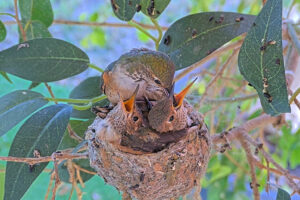 Lily feeding Ash 20 and Amber 21 days old - March 21st