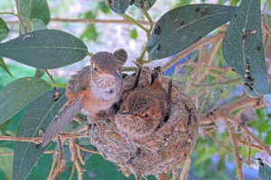 Ash on the rim of the nest 21 days old - March 22nd