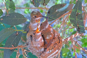 Lily feeding Ash 22 and Amber 23 days old - March 23rd