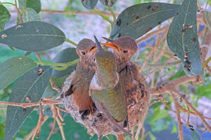 Lily feeding Ash 22 and Amber 23 days old - March 23rd