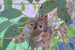 Lily feeding Ash 23 and Amber 24 days old - March 24th