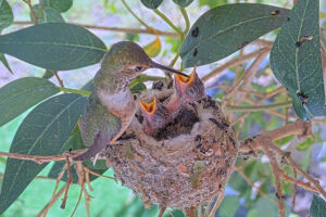 Lily feeding Ash and Amber 10 and 11 days old - March 11th