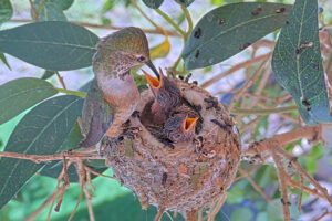 Lily feeding Ash and Amber 11 and 12 days old - March 12th