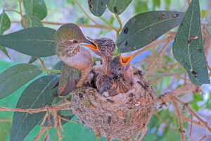 Lily feeding Ash and Amber 12 and 13 days old - March 13th