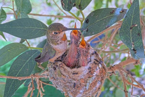 Lily feeding Ash and Amber 13 and 14 days old - March 14th