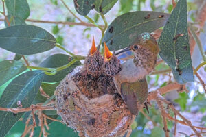 Lily feeding Ash and Amber 14 and 15 days old - March 15th