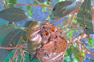 Lily feeding Ash and Amber 15 and 16 days old - March 16th