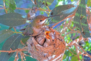 Lily feeding Ash and Amber 16 and 17 days old - March 17th