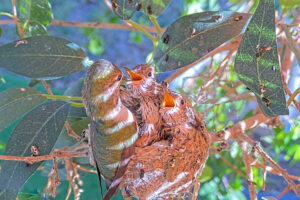 Lily feeding Ash and Amber 17 and 18 days old - March 18th