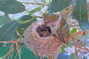 Lily feeding Ash and Amber 5 and 6 days old - March 6th
