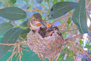 Lily feeding Ash and Amber 6 and 7 days old - March 7th